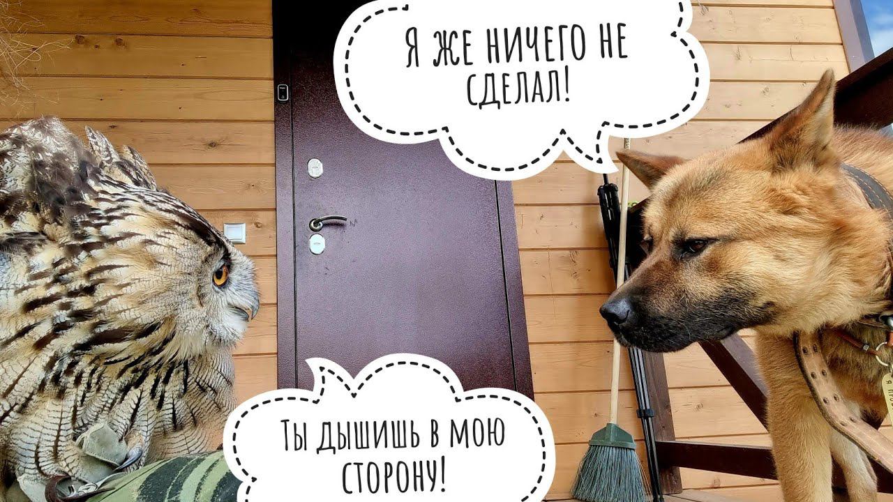 Сова Филин Ёль и собака Пёс Кубик на одном крылечке. Сова гневается, Пёс недоумевает смотреть онлайн