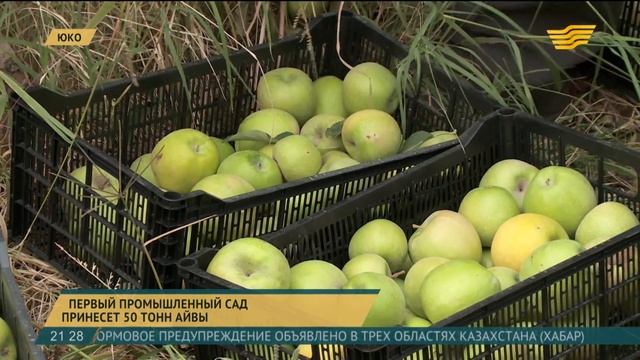 Первый промышленный сад в ЮКО принесет 50 тонн айвы