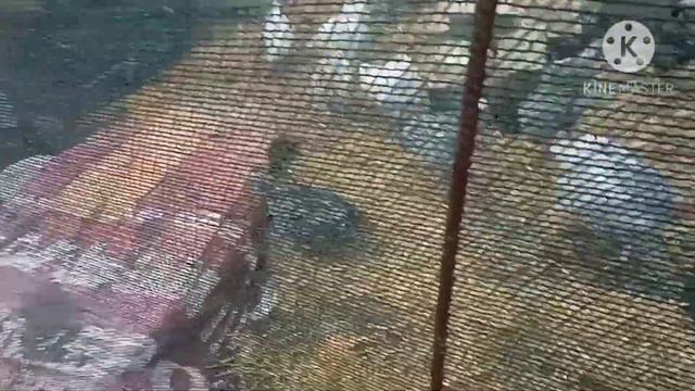 шикуЮ. Опять солома на улице. Хлопоты и будни в курятнике.#куры #курица #цыплята #курятник смотреть онлайн