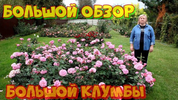 Роза Эшли в большой клумбе.