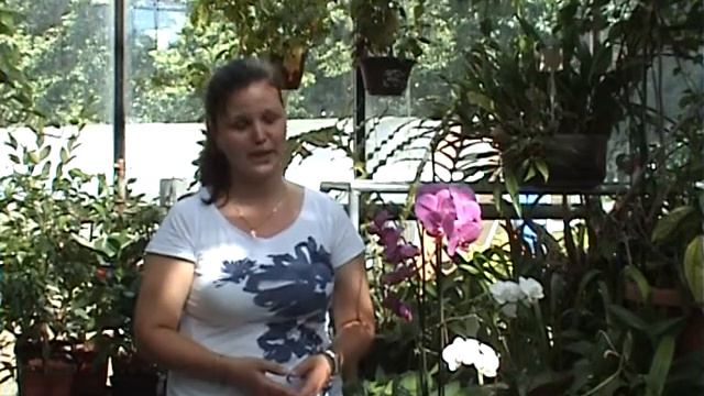 Орхидея Фаленопсис смотреть онлайн