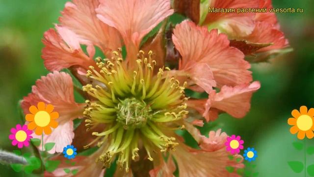 Гравилат чилийский Белл Банкс. Краткий обзор, описание характеристик geum chiloense Bell Banks смотреть онлайн