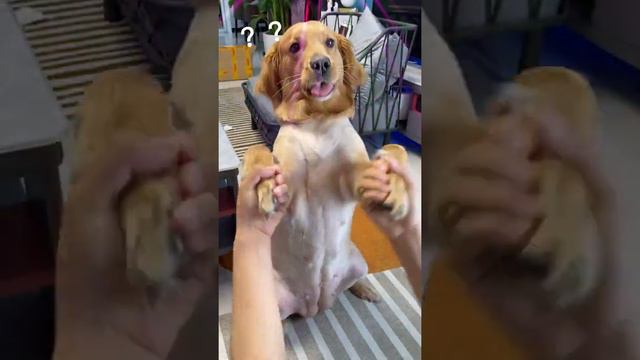 Whose big yellow dog does not jump di Funny Dogs смотреть онлайн