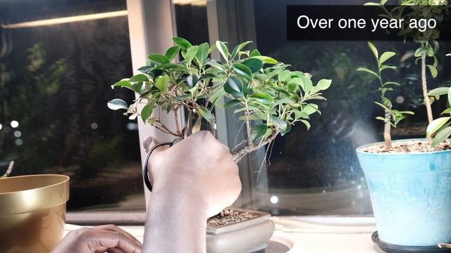 Tiger Bark Ficus microcarpa retusa indoor bonsai 3 year progression - December 2020 смотреть онлайн