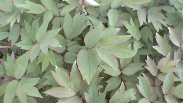 Tree Peony (Paeonia suffruticosa) смотреть онлайн