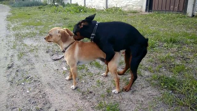 Самцы самцы. Брачный период самцов смотреть онлайн