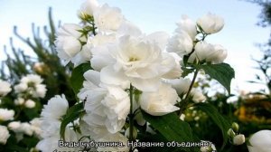 Чубушник и жасмин — в чем разница