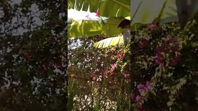 Отель AYDINBEY GOLD DREAMS 5*. Проход на пляж