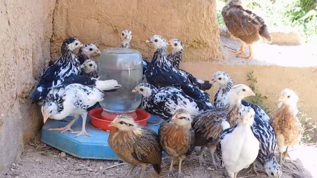 Цыплята декоративных пород Феникс и Гамбургские - экоферма "К5" смотреть онлайн