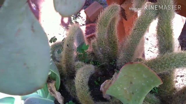 Stapelia leendertzia смотреть онлайн