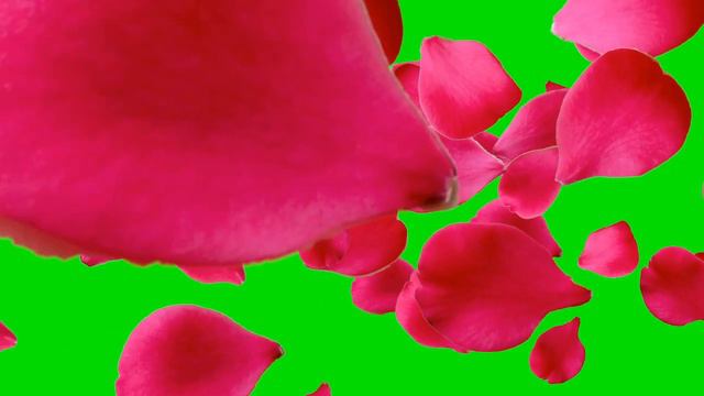 Green Screen - Falling Rose Petals \green screen animation |chroma key |green screen effects смотреть онлайн
