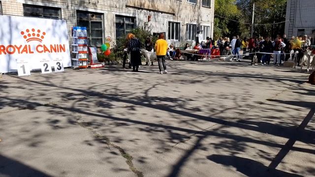 Бугай Алабай. Выставка собак в Благовещенске 19.09.21 рингСАО. Судит Сенашенко Екатерина Васильевна смотреть онлайн