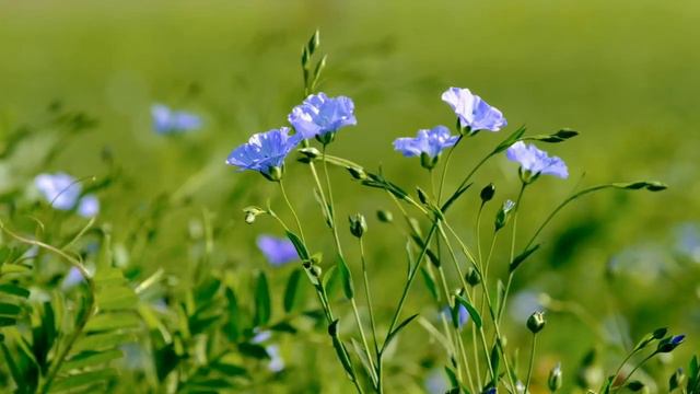 Прекрасная музыка Эдгара Туниянца / Скрипка и рояль Два одиночества смотреть онлайн