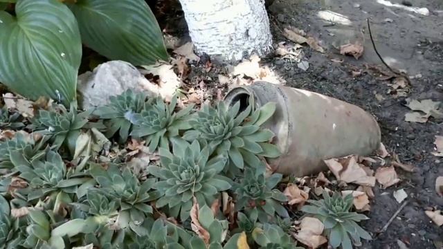 Как недорого украсить свой сад.