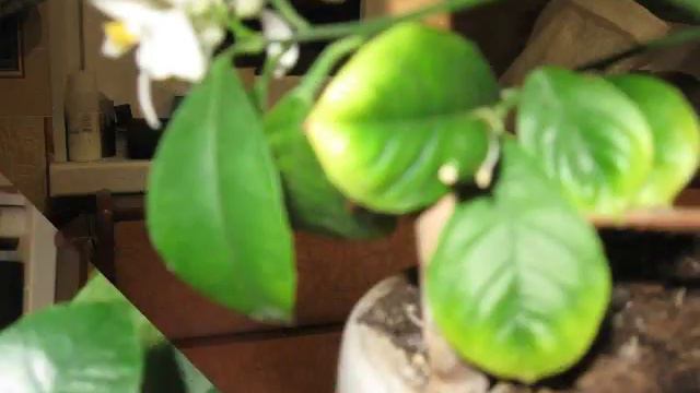 Зацвёл лимон к Рождеству смотреть онлайн