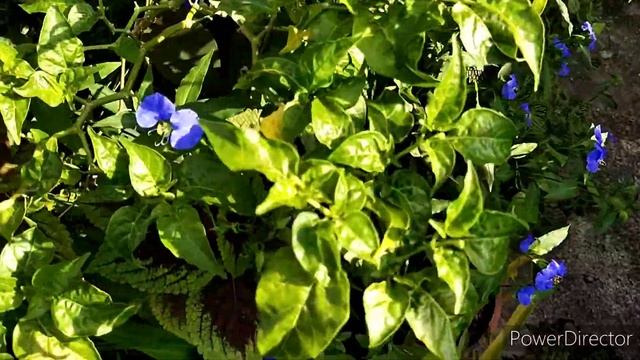 How to Grow & Care for Asiatic Dayflower (Commelina erecta) смотреть онлайн