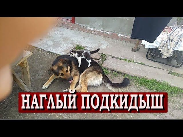 ВОТ ТАК ПРИЮТИ, ПОТОМ НА ГОЛОВУ СЯДУТ смотреть онлайн