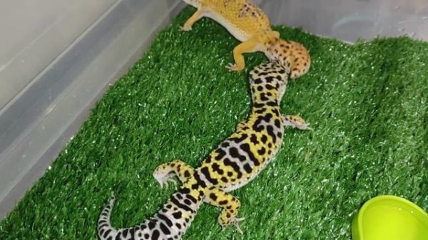 Размножение эублефаров| Брачные игры| Поведение самца эублефара