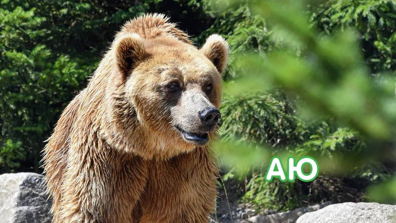 Аю / Медведь / Балалар өчен видео / Видео для детей / Видео про животных для детей