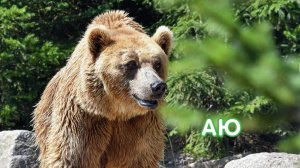 Аю / Медведь / Балалар өчен видео / Видео для детей / Видео про животных для детей