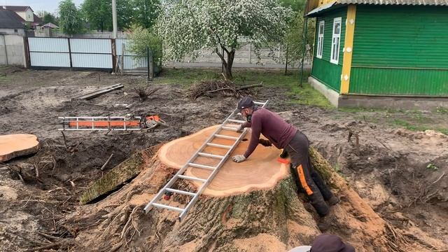 Stump Removal Chainsaw/ Big Oak