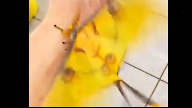 Самые необычные создания . Забавные насекомые и млекопитающие. смотреть онлайн