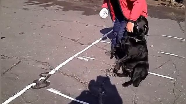 Дрессировка собак .Мажор выборка вещи. смотреть онлайн