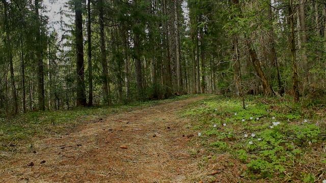 Звуки природы\ Шум леса\ Пение птиц\ Для сна и отдыха\ Успокаивает нервную систему\ Снятие стресса смотреть онлайн