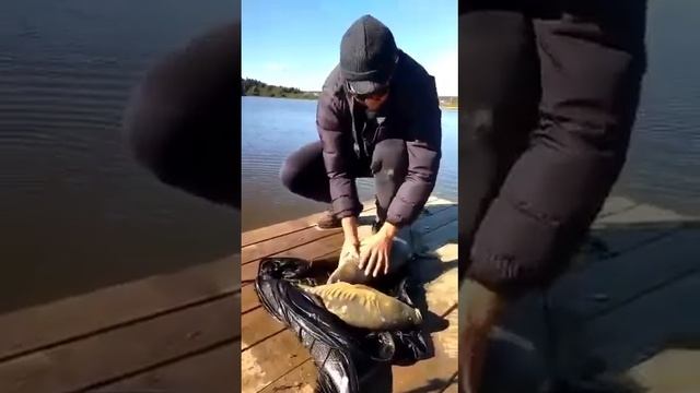 Улов 40 кг огромного трофейного карпа. Карпфишинг.Платная рыбалка в Подмосковье / Рыбалка в ДУРЫКИН смотреть онлайн