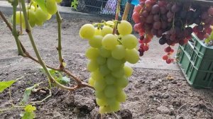 Виноград_Джина селекции Гусева С.Э