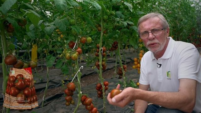 Новинки семян томатов. Урожайный сорт томата для консервирования. Сорт томата для теплиц. смотреть онлайн