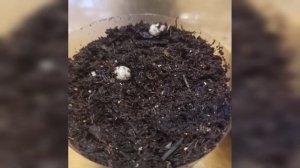 Сеем злаки. Ковыль Фейерверк, Ковыль Хвост Фазана и Джункус спираль.