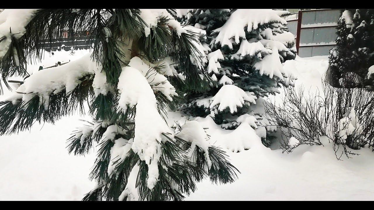Красавица зима! ☃️❄️ Шикарный снегопад️Стряхиваю снег Всех с наступающим Новым годом! смотреть онлайн