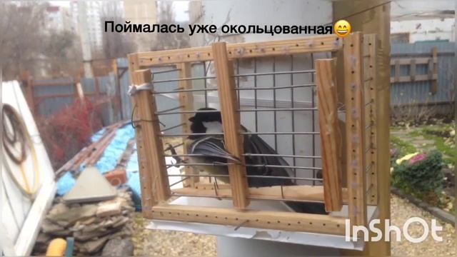 Ловля и кольцевание синиц. смотреть онлайн