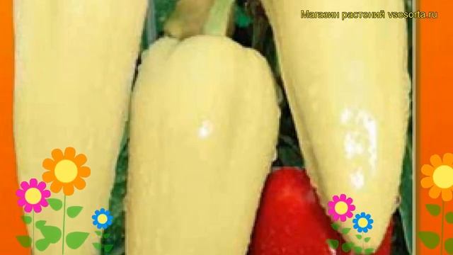 Перец сладкий Снегопад. Краткий обзор, описание характеристик capsicum annuum Snegopad смотреть онлайн