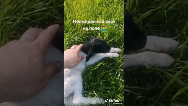 дорпер ярка, окот в поле) #овцы #дорпер #ярка #баран #ягнята смотреть онлайн