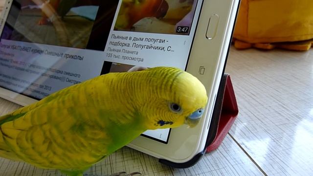Планшет-любимая игрушка?!//Что любит попугай//ВОЛНИСТЫЙ ПОПУГАЙ//Птицы смотреть онлайн