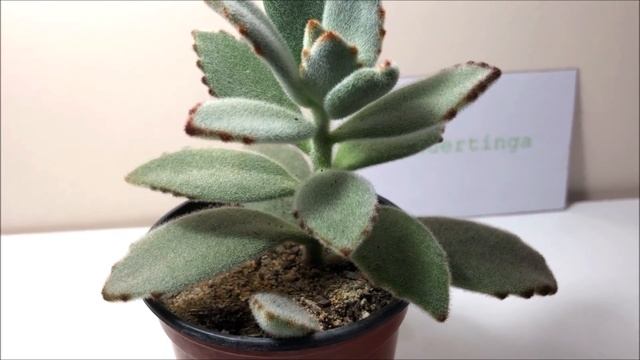 KALANCHOE TOMENTOSA | Planta Panda ? смотреть онлайн
