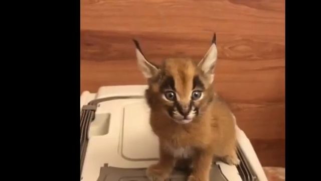 Lynx / Как рычит рысь?  ОЧАРОВАТЕЛЬНАЯ ПРЕЛЕСТЬ!  Крик рыси