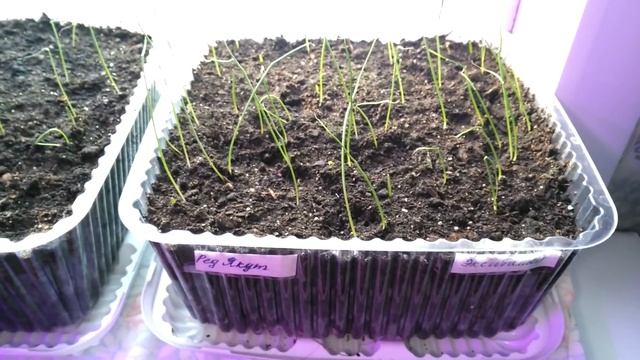 Всходы лука. смотреть онлайн