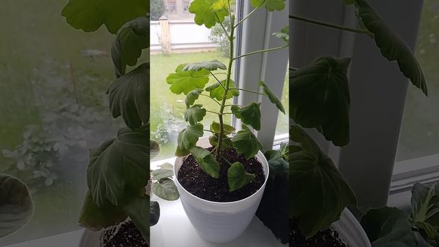 Обзор пеларгоний и др. комнатных цветов. Молодняк. 13 августа 2023 г