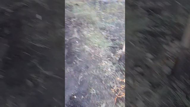 Сажаем бразильский виноград в Ульяновске смотреть онлайн