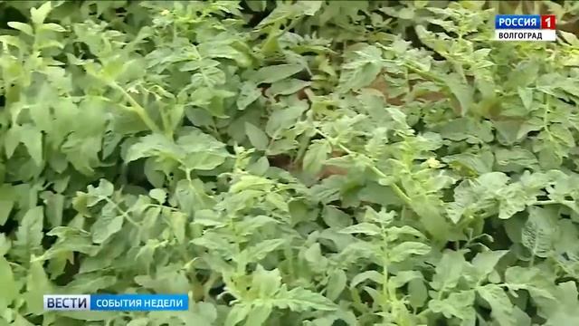 Селекционеры возрождают семеноводство волгоградских помидоров смотреть онлайн