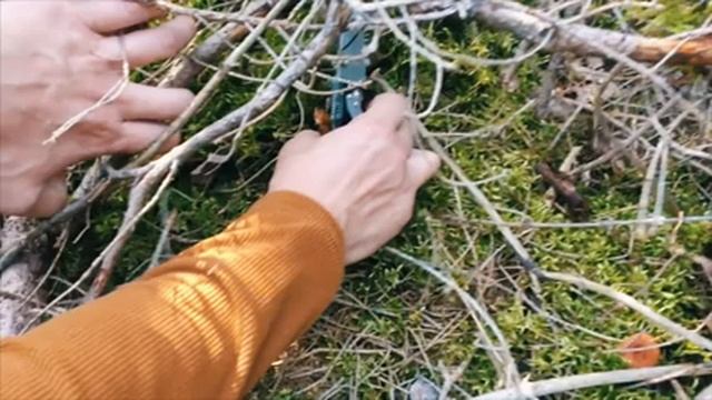 Грибной лес в Баварии смотреть онлайн