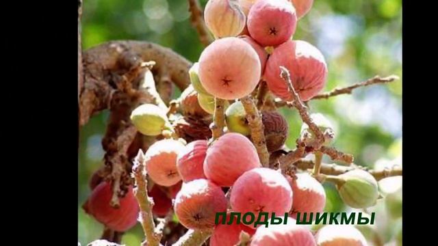 деревья в израиле смотреть онлайн