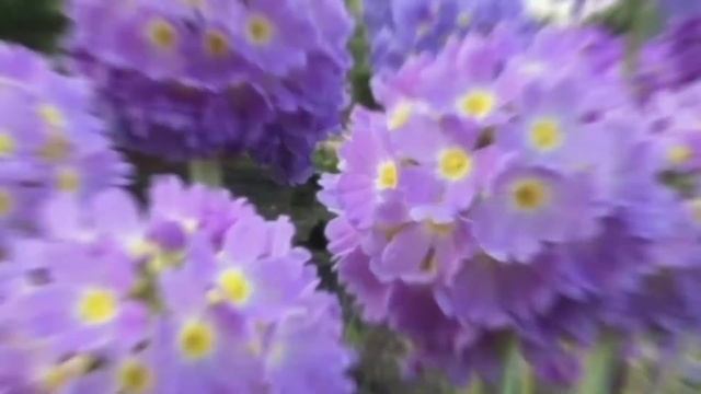 Примула мелкозубчатая. Необычная красавица в вашем саду. смотреть онлайн