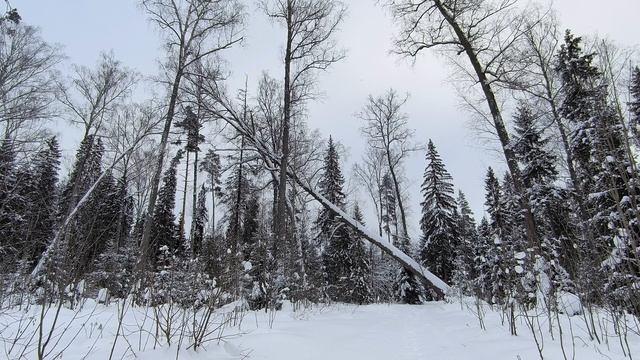 Заснеженный лес. ч.9. Февраль 2024 смотреть онлайн