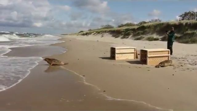 Тюлени и море смотреть онлайн