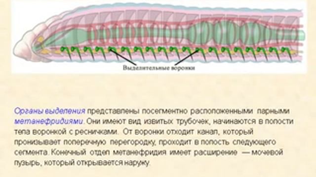 кольчатые черви.wmv смотреть онлайн