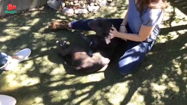 Adopt Gina! // Pit Bull Mix // Adoptable Featurette смотреть онлайн